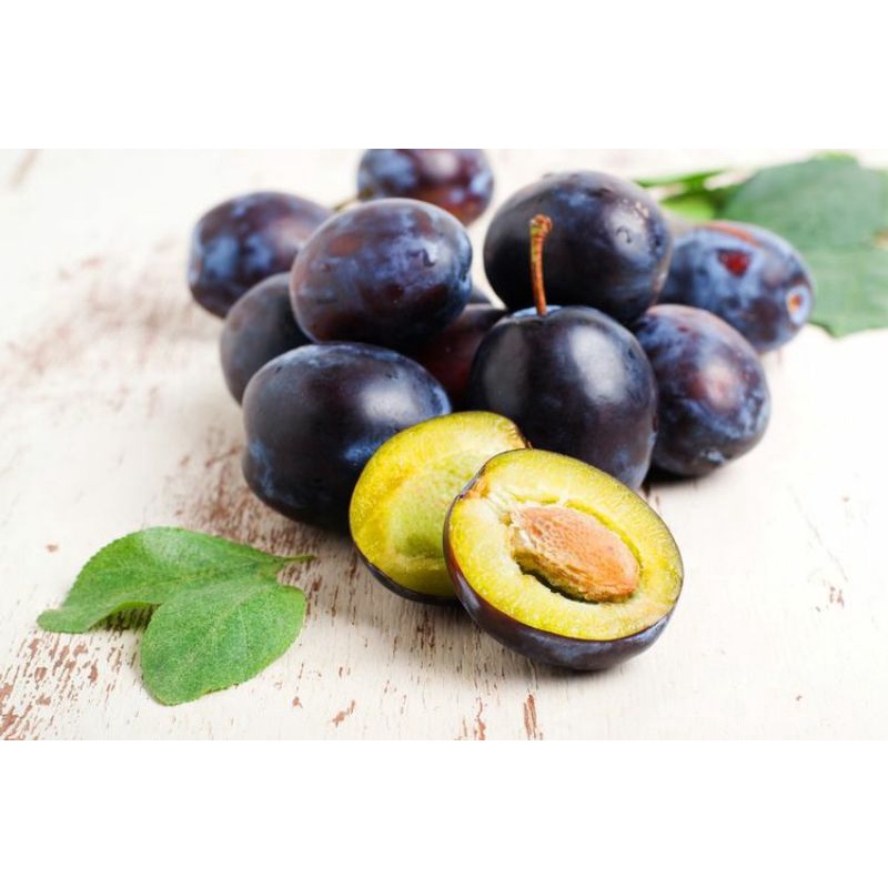 bibit buah duwet / jamblang
