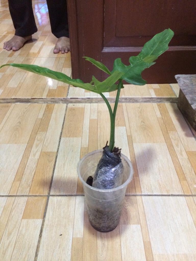 Benih /bibitan Tanaman Hias Philodendron Dragon