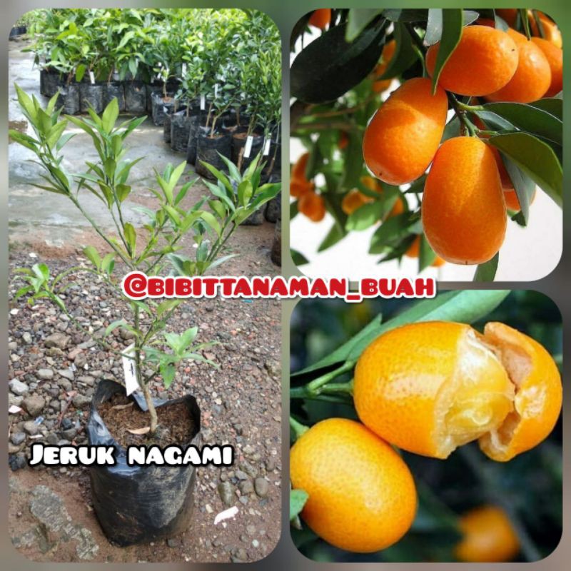 Bibit jeruk nagami / Tanaman jeruk nagami / Jeruk nagami / Bibit tabulampot
