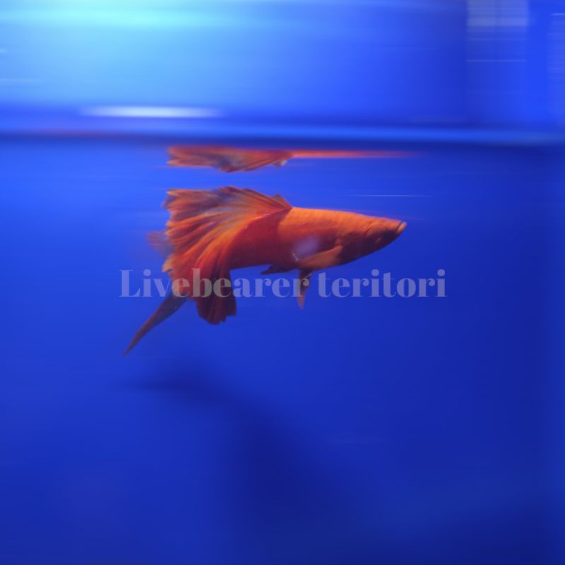 ikan hias platy Bloodred cauliflower sword tail