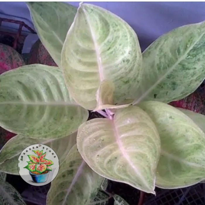 promo anakan aglonema claudia- beby aglonema claudia