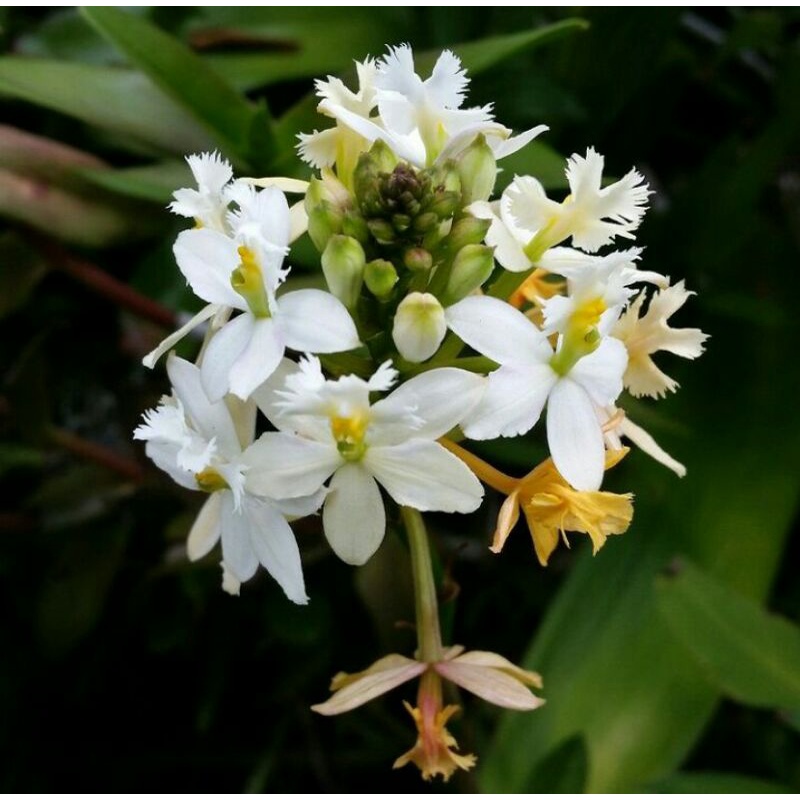 Bibit Tanaman hias Epidendrum (anggrek tanah) Bunga putih