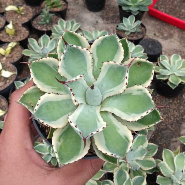 Sekulen agave potatorum kisshokan