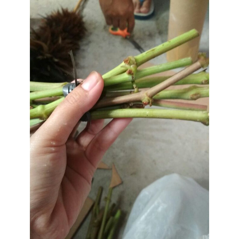 Entres/batang muda anggur import insyaallah valid