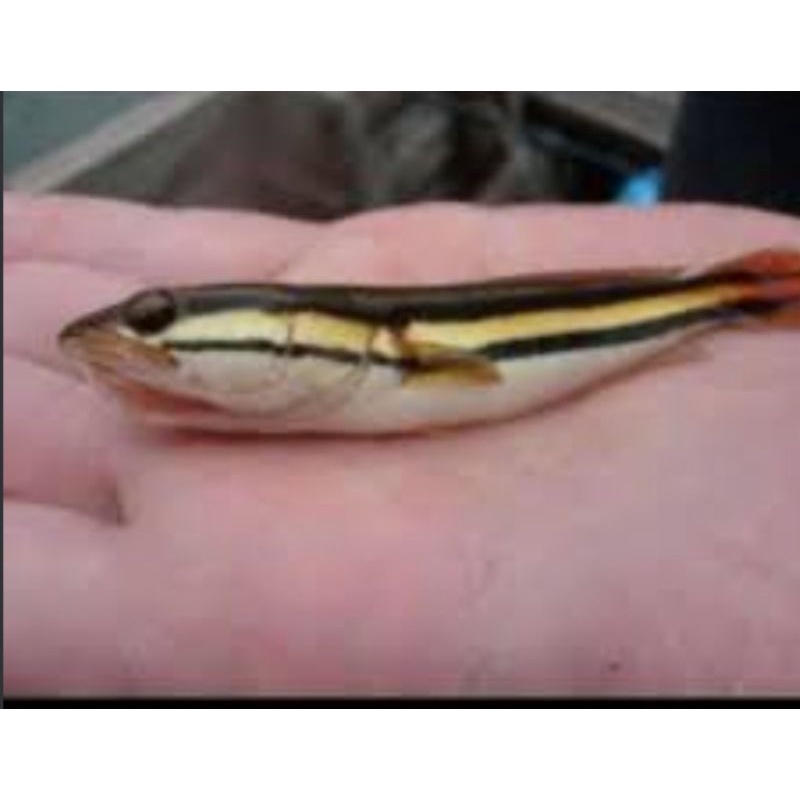 

ikan toman 3-5cm