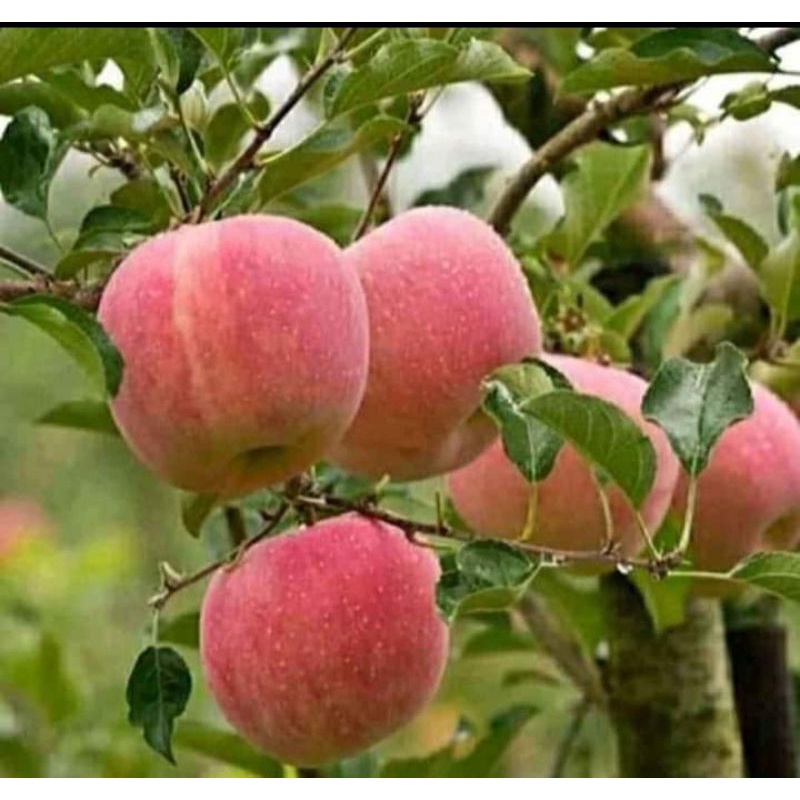 bibit buah apel fuji