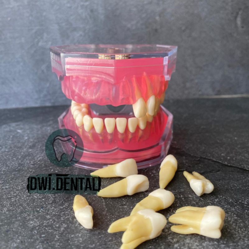 C1 - Dental phantom removable model gigi study bisa di lepas pasang