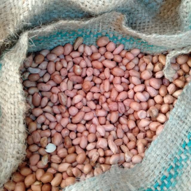 

Kacang tanah