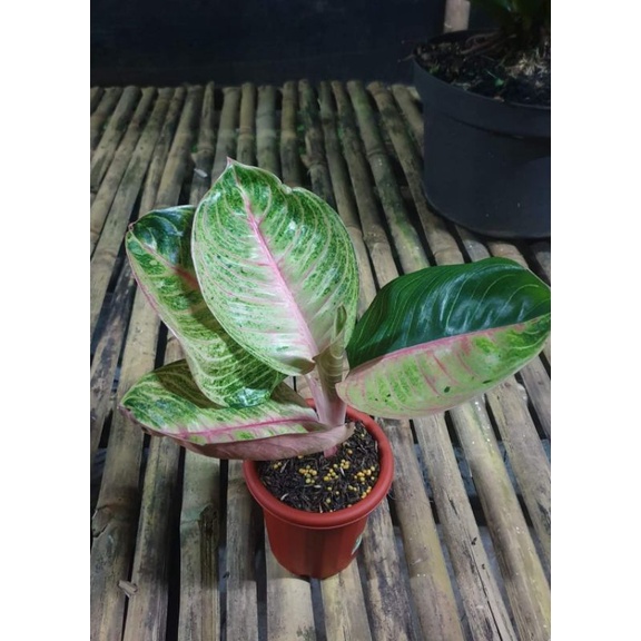 aglonema Moonlight baby