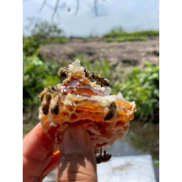 

Madu Murni Akasia Carpa 250ml