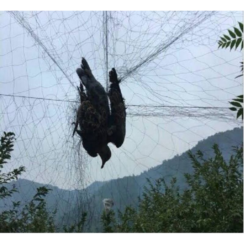 JARING BURUNG BAHAN SENAR WARNA HITAM