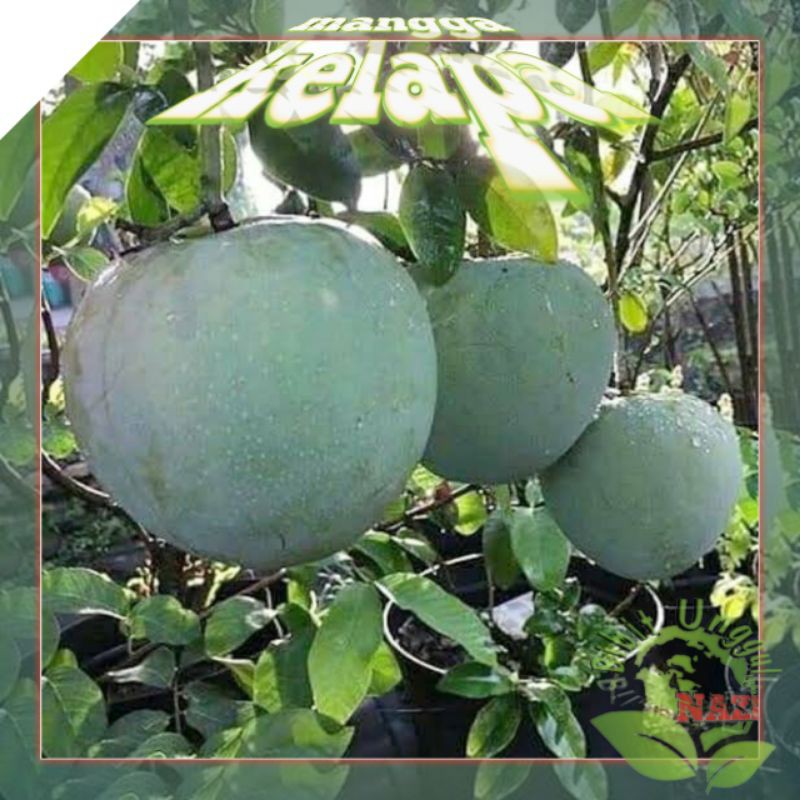 Bibit MANGGA KELAPA Jumbo Super Unggul biasa TABULAMPOT