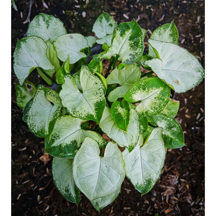 Tanaman Hias Syngonium Mini / Syngonium Liliput