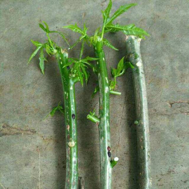 Setek pohon gedi paket 10 setek