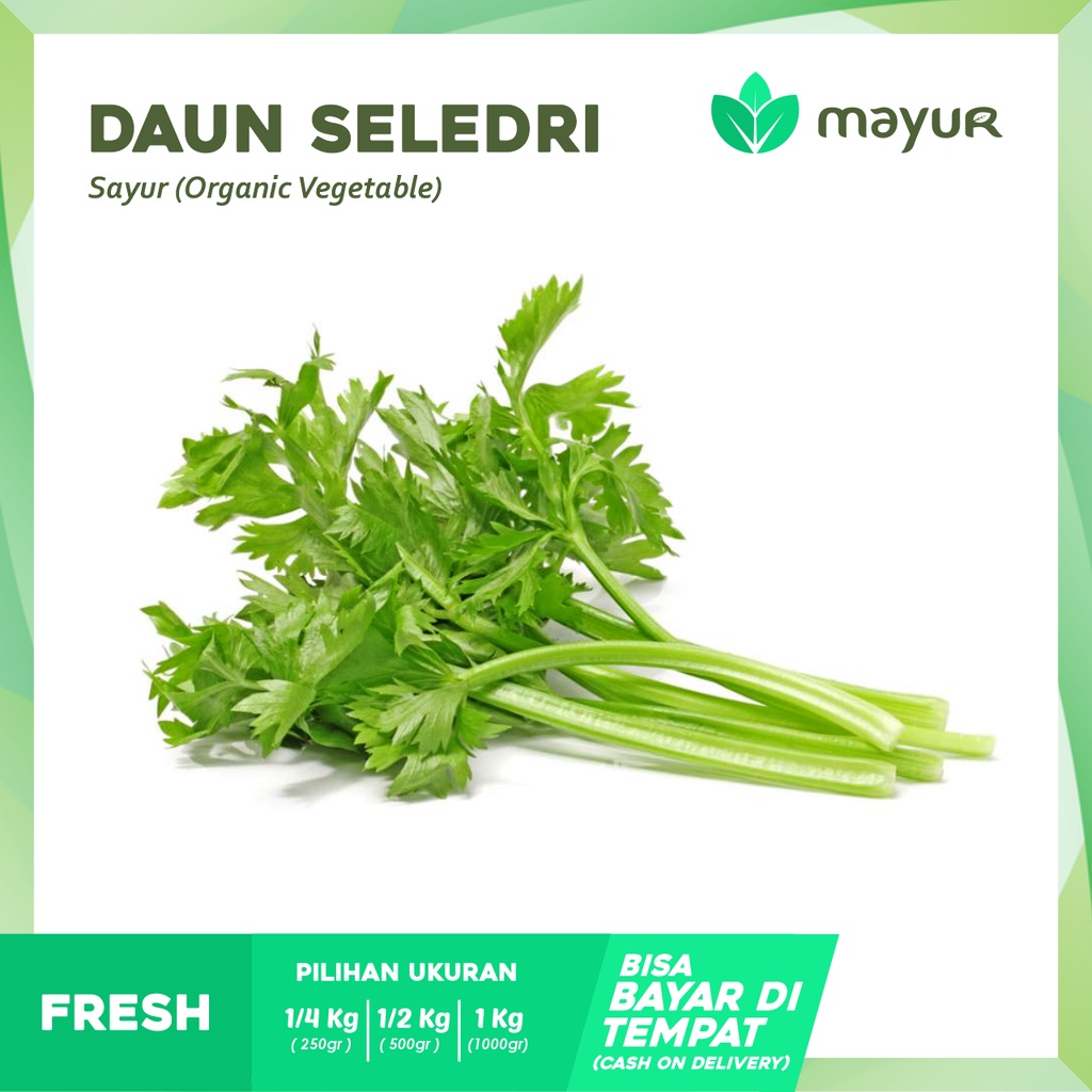 

Daun Seledri Segar ( 250gr | 500gr | 1 kg )