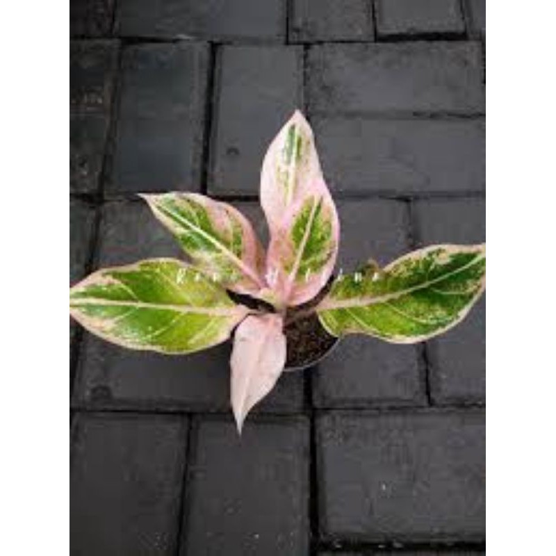 aglonema Lipstik Puding