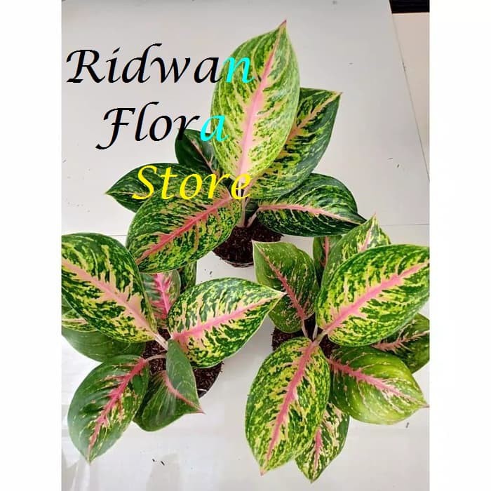 Tanaman Hias Aglonema Big Papa - Aglaonema Big papa