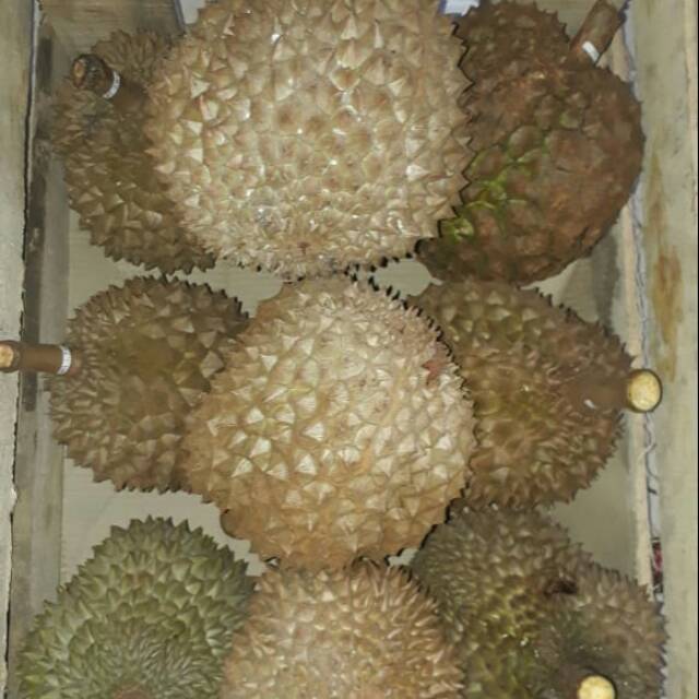 

Durian paket 10 biji