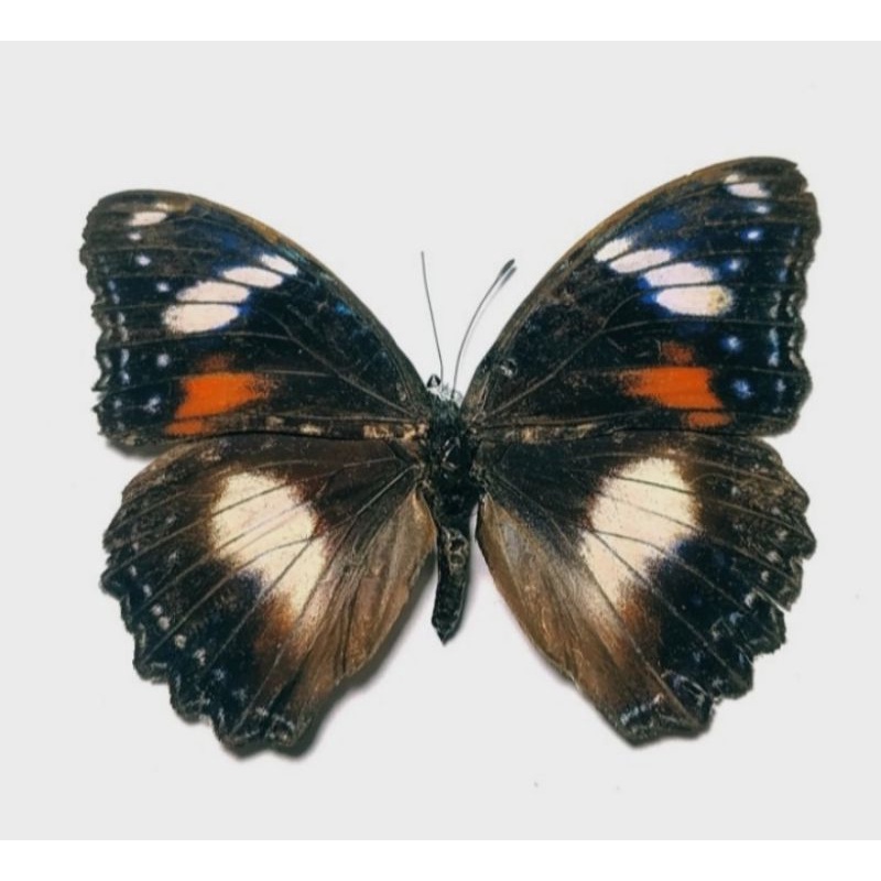 AWETAN KUPU KUPU H. BOLINA