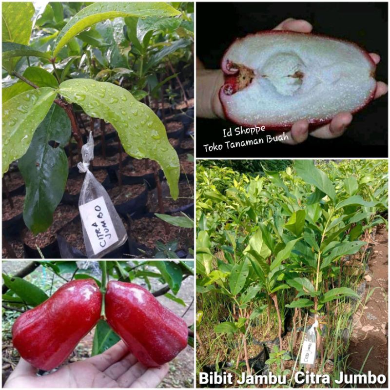 Bibit Jambu Citra Jumbo