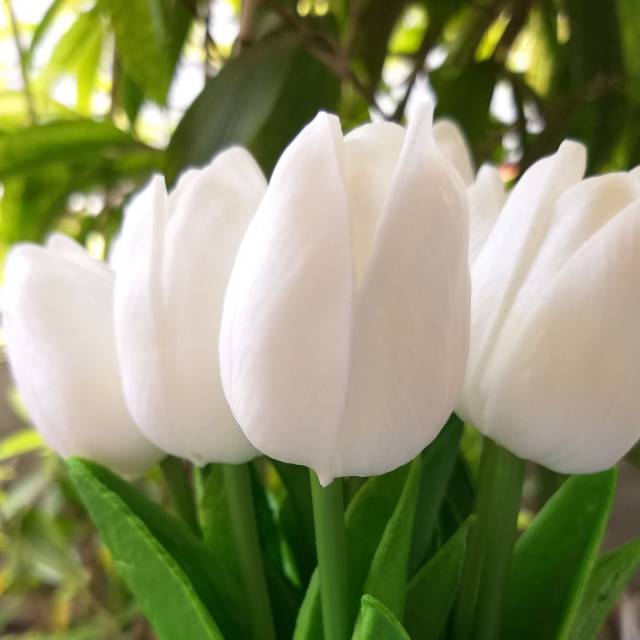 Fantastis 26 Gambar  Bunga  Tulip  Warna Putih  Gambar  