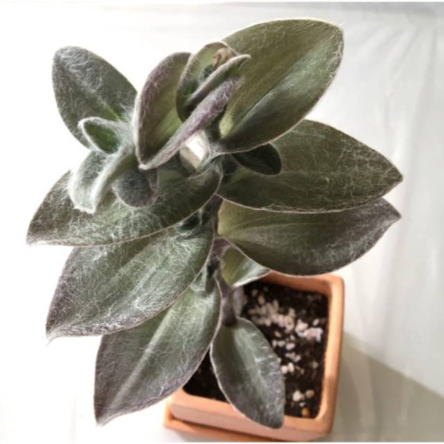 Tanaman Hias Tradescantia Sillamontana