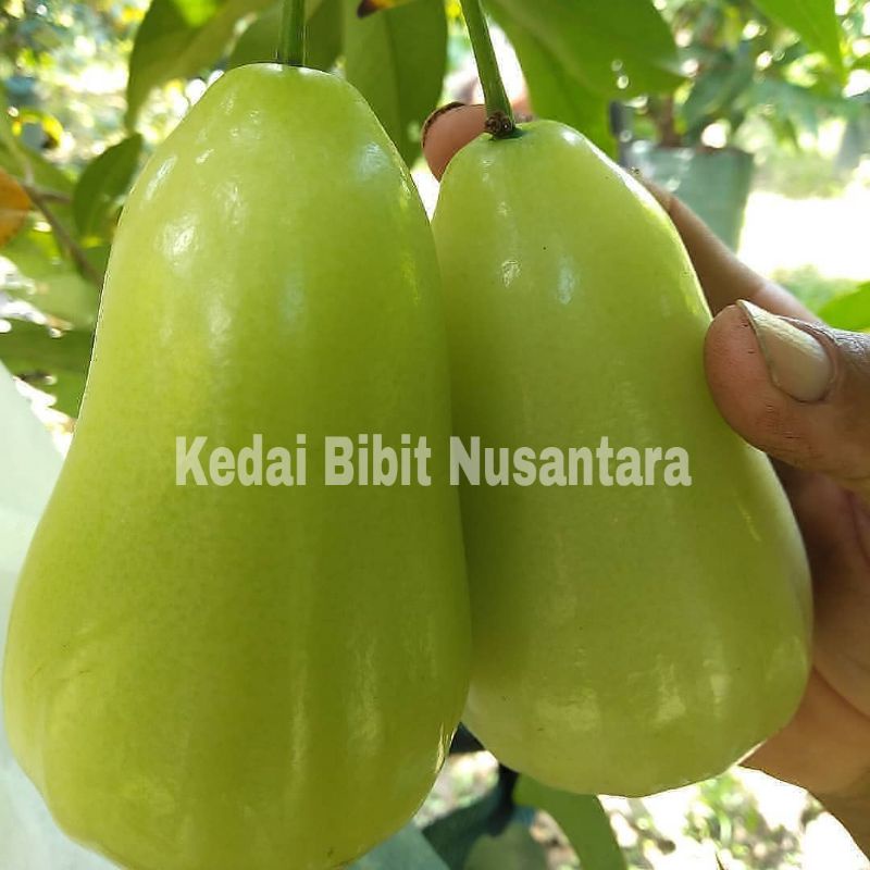 Bibit Jambu Air Super Green