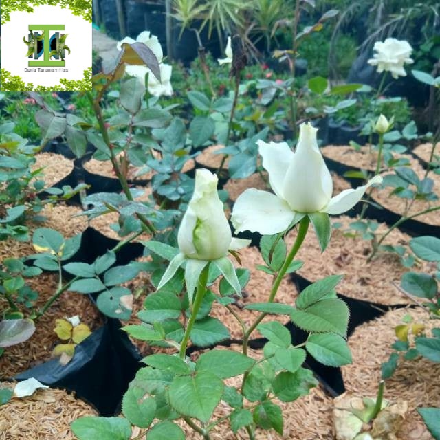 Tanaman hias Bibit Mawar Bunga Putih - Mawar Putih