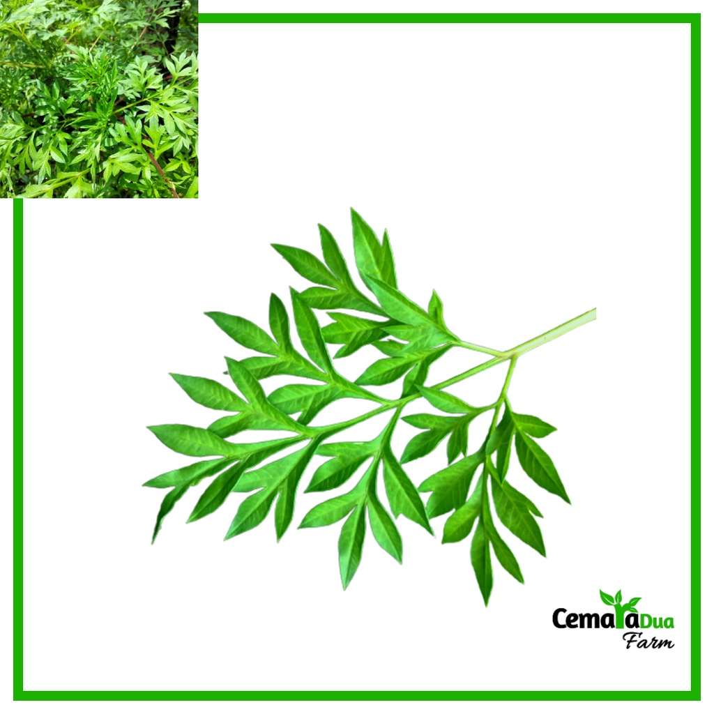 

Daun Kenikir Segar 250 gr