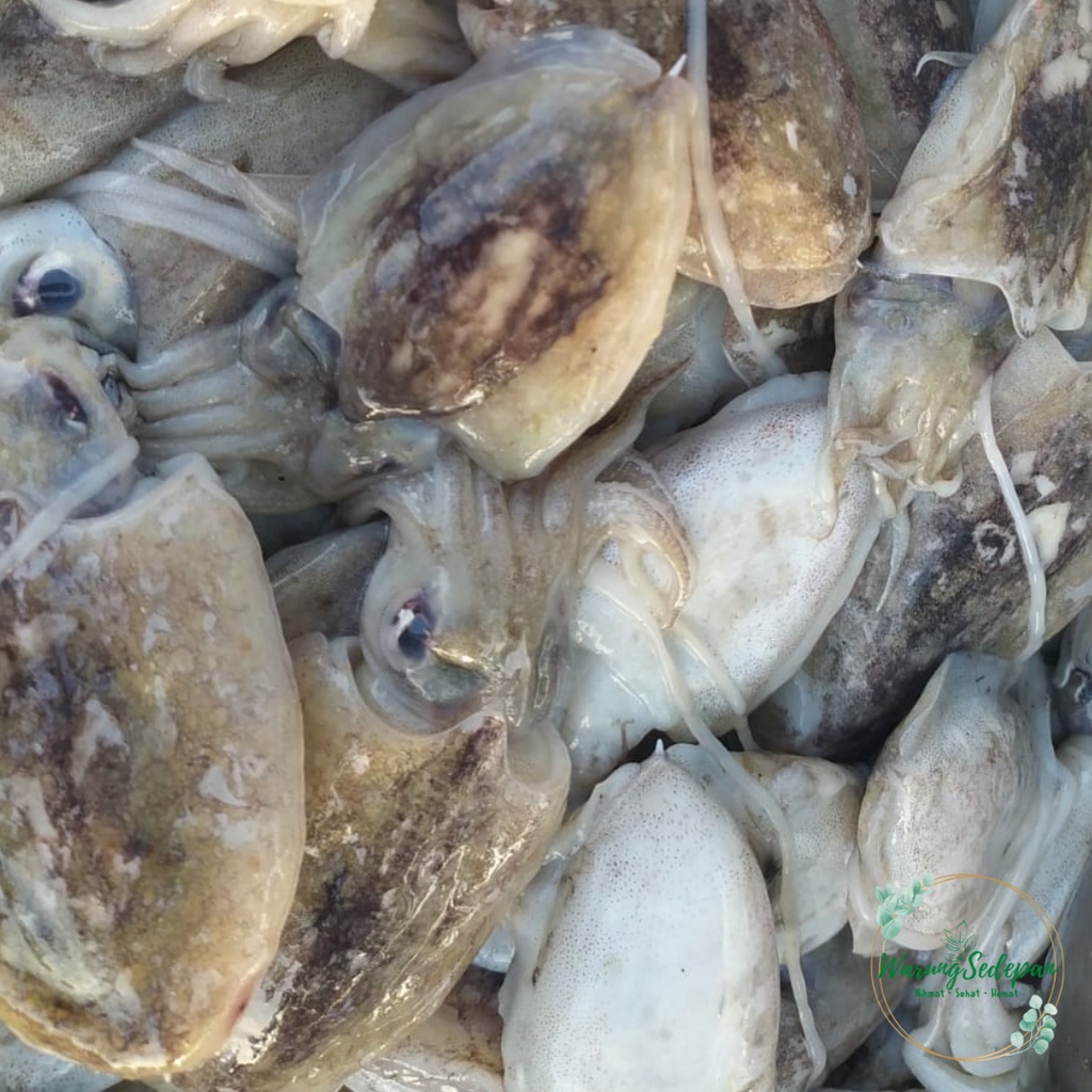 

Balakutak Ukuran Sedang per 1kg Sotong Segar Balakutak Segar Aneka Seafood Segar