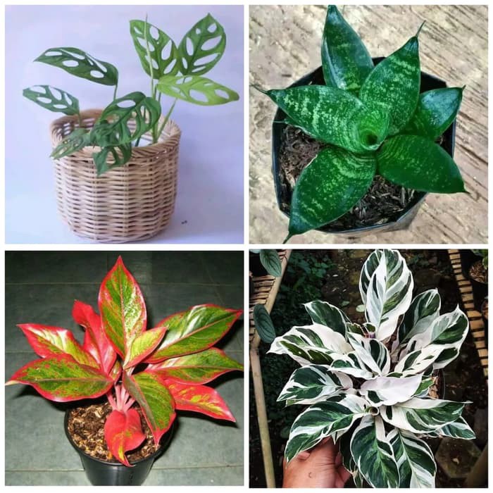 MURAH paket 4 tanaman hias indoor(janbol,aglo,calathea,sansivera mini)