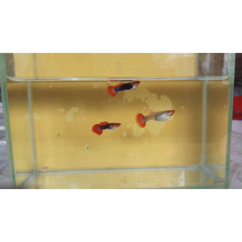 ikan hias guppy TOXEDO KOI (PASANGAN)