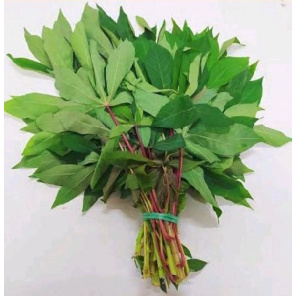 

DAUN SINGKONG SEGAR dipetik saat order masuk