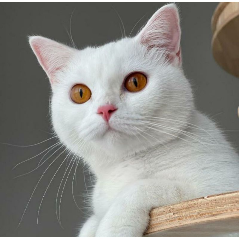 Vitamin Indukan Betina Kucing Munchkin Rough Hugger Pendek Sekali