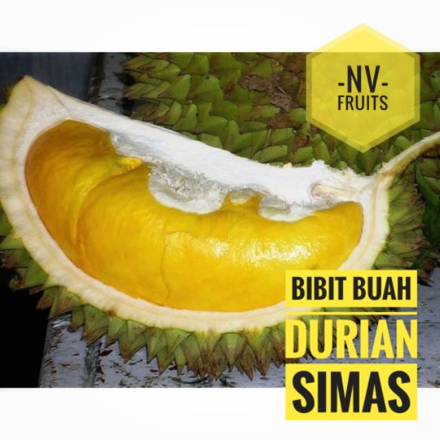 Unduh 58 Koleksi Gambar Durian Simas Terbaik Gratis HD