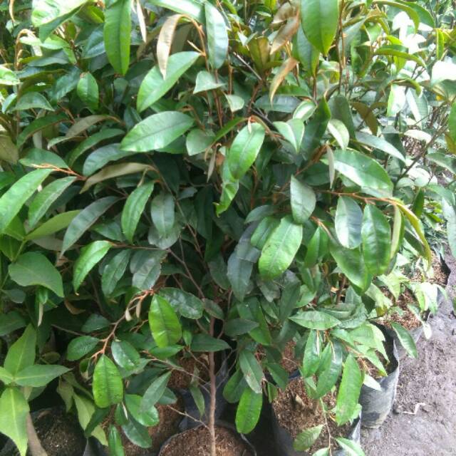 Tanaman buah kenitu,  tinggi tanaman skitar 60cm