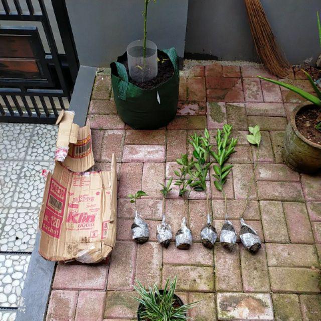 Bibit Lemon Australia