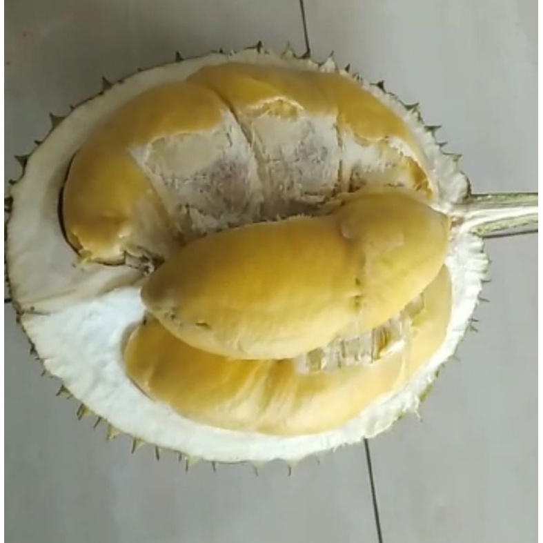 

DURIAN LOKAL//DURIAN PEKALONGAN