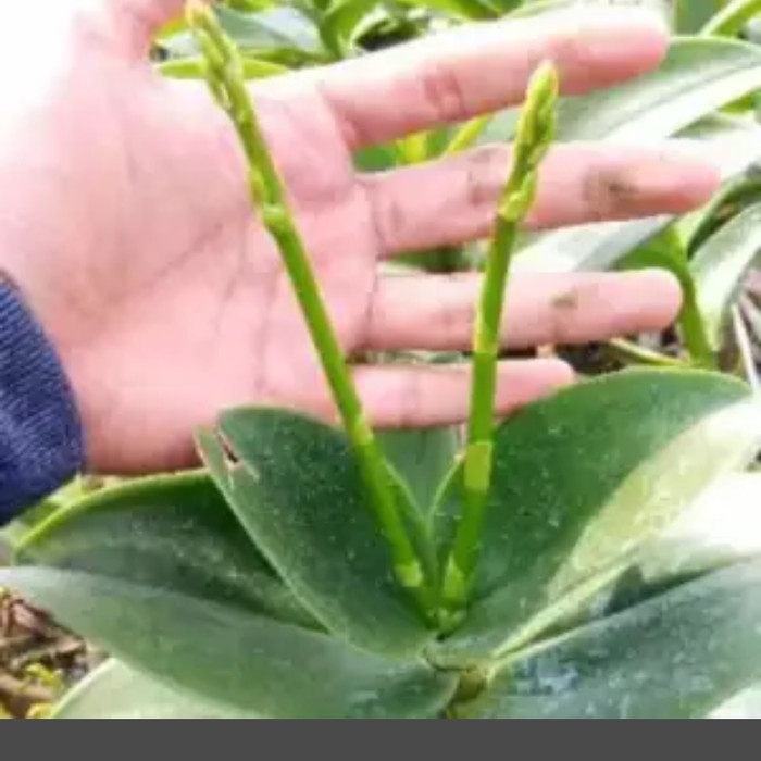 anggrek dendrobium dewasa-tanman hias anggrek - Hijau