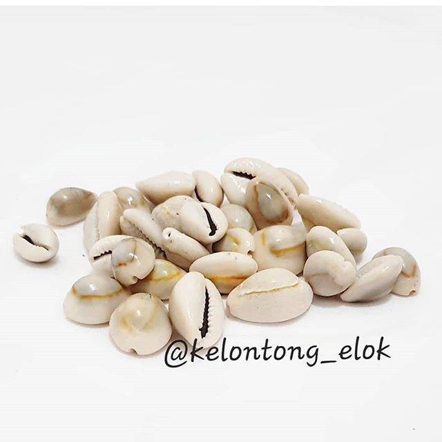

Biji kerang