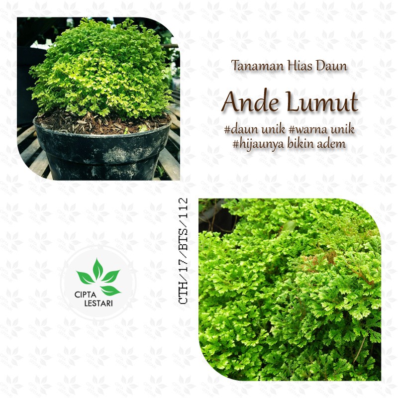 Bibit Tanaman Ande Lumut Tanaman Hias Ande Ande Lumut Bibit Ande Lumut