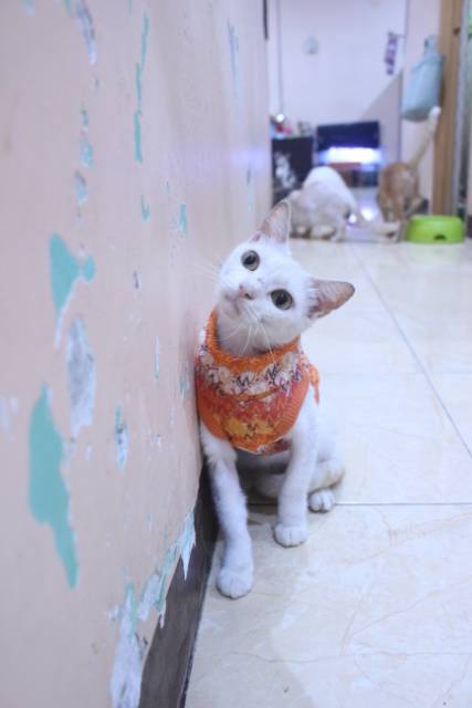 Baju rajut warna orange untuk kucing dan anjing / baju kucing murah size S M L XL