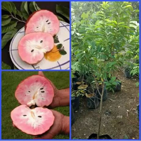 Bibit Buah Sirsak Merah