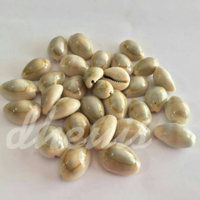 Biji Congklak Kerang Kuwuk Shopee Indonesia Biji Congklak Kerang Kuwuk Shopee Indonesia