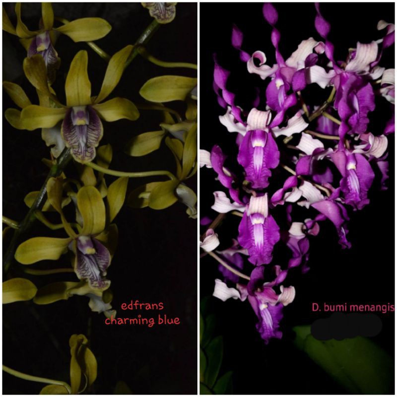 Seedling anggrek Dendrobium edfrans charming blue x bumi menangis