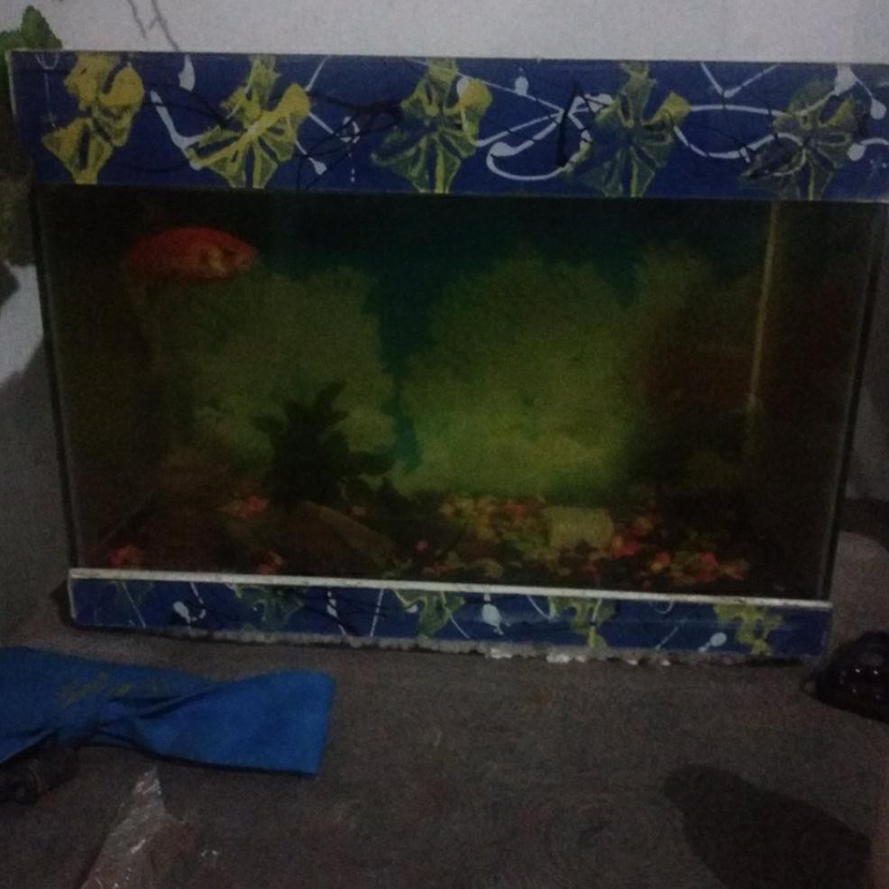 Jual Promo Aquarium Ikan Hias 542 Shopee Indonesia