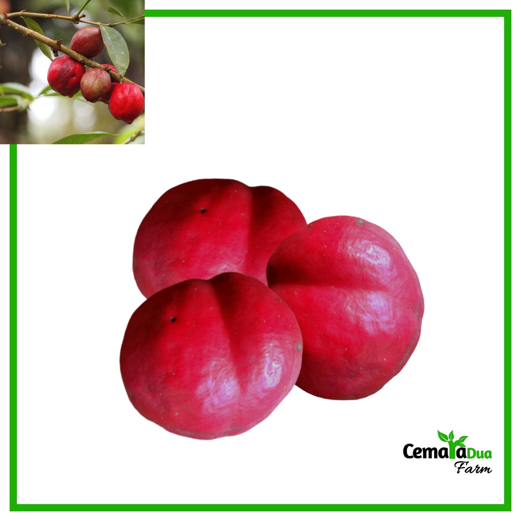

Buah Akar Dewa/ Mahkota Dewa Segar Herbal