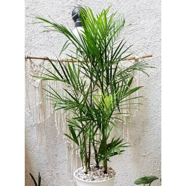 Tanaman hias palem komodoria - palem komodoria - bibit pohon palem