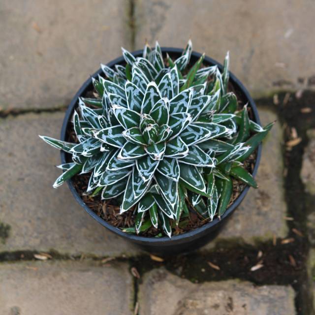Kaktus Agave Victoriae Reginae
