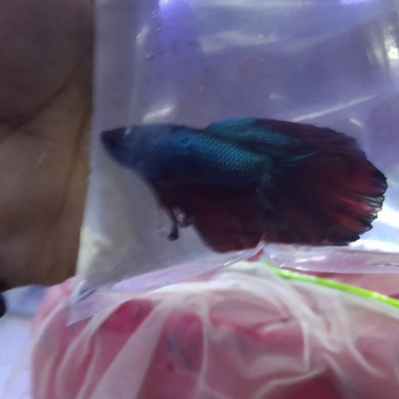 Ikan Hias Cupang Halfmoon Hijau Merah Size XL